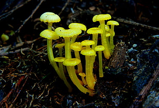 micro photography of mushroom, lemon, hygrocybe