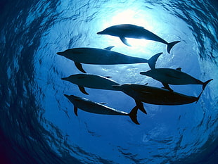 low angle photography of school of Dolphin