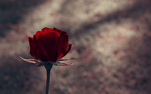 focus photo of red rose