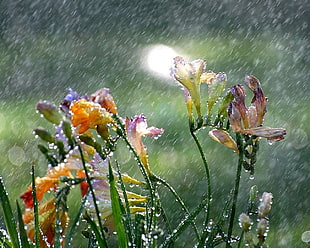 freesia flower under the rain during daytime