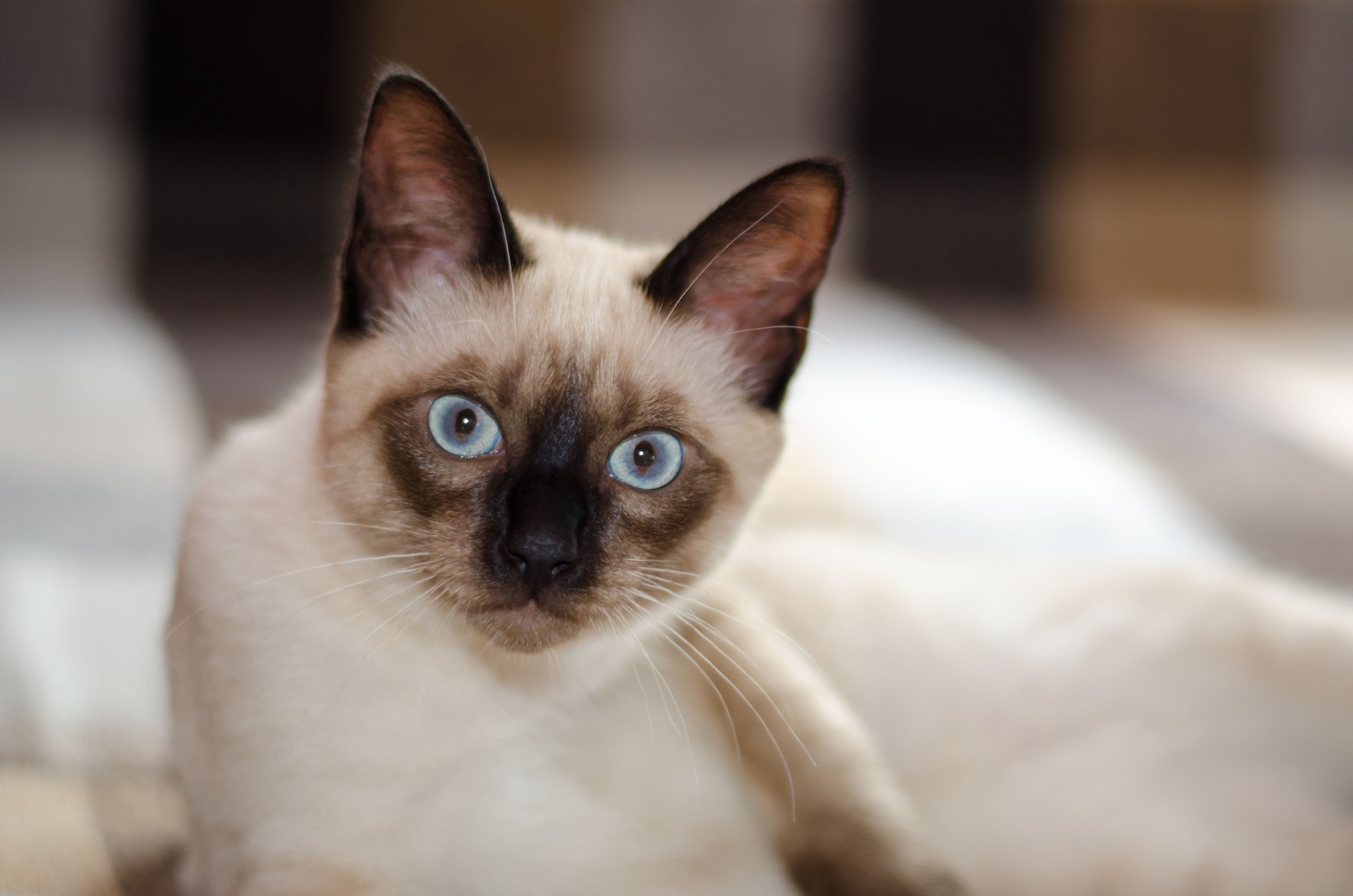  Siamese  cat  HD  wallpaper  Wallpaper  Flare