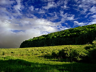 green grass field under blue sky at daytime HD wallpaper