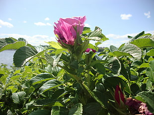 vignette photograph of pink petaled flower