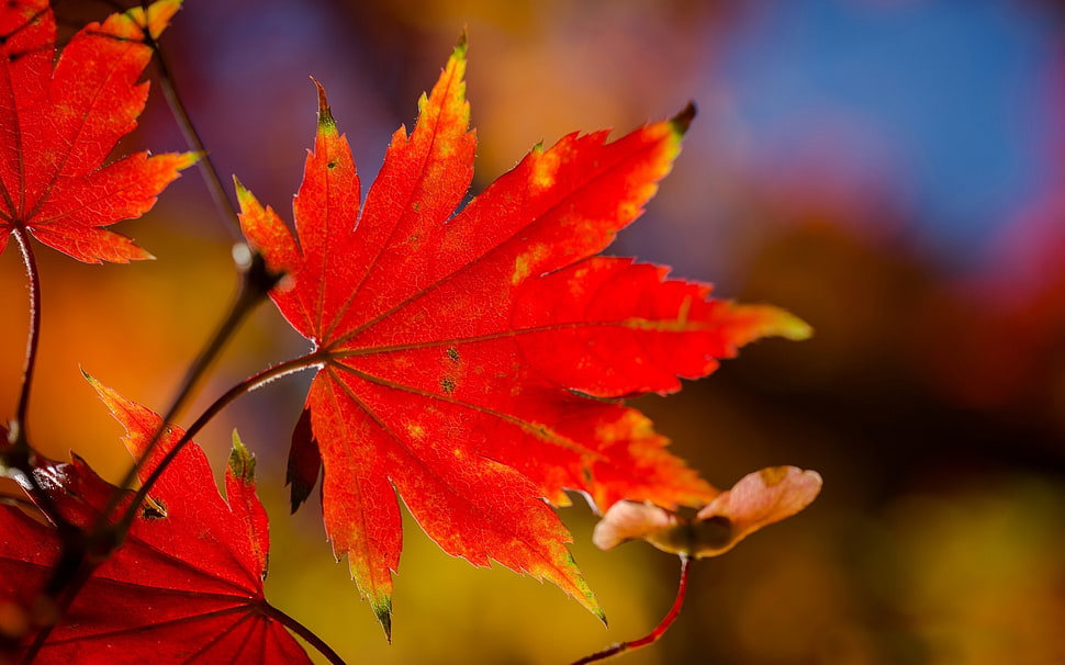 selective focus photography of maple leaf, macro, nature, leaves HD wallpaper