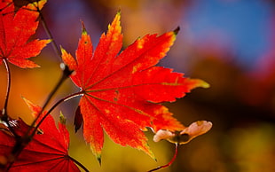 selective focus photography of maple leaf, macro, nature, leaves