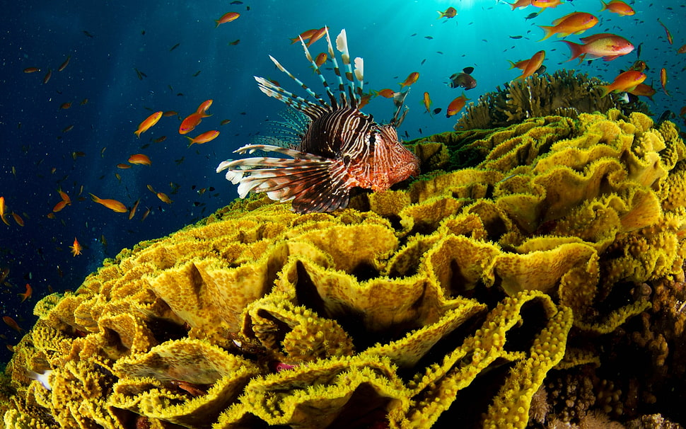white and black aquarium fish HD wallpaper