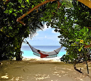 white hammock, nature HD wallpaper