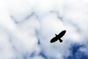 black bird, Bird, Flight, Sky