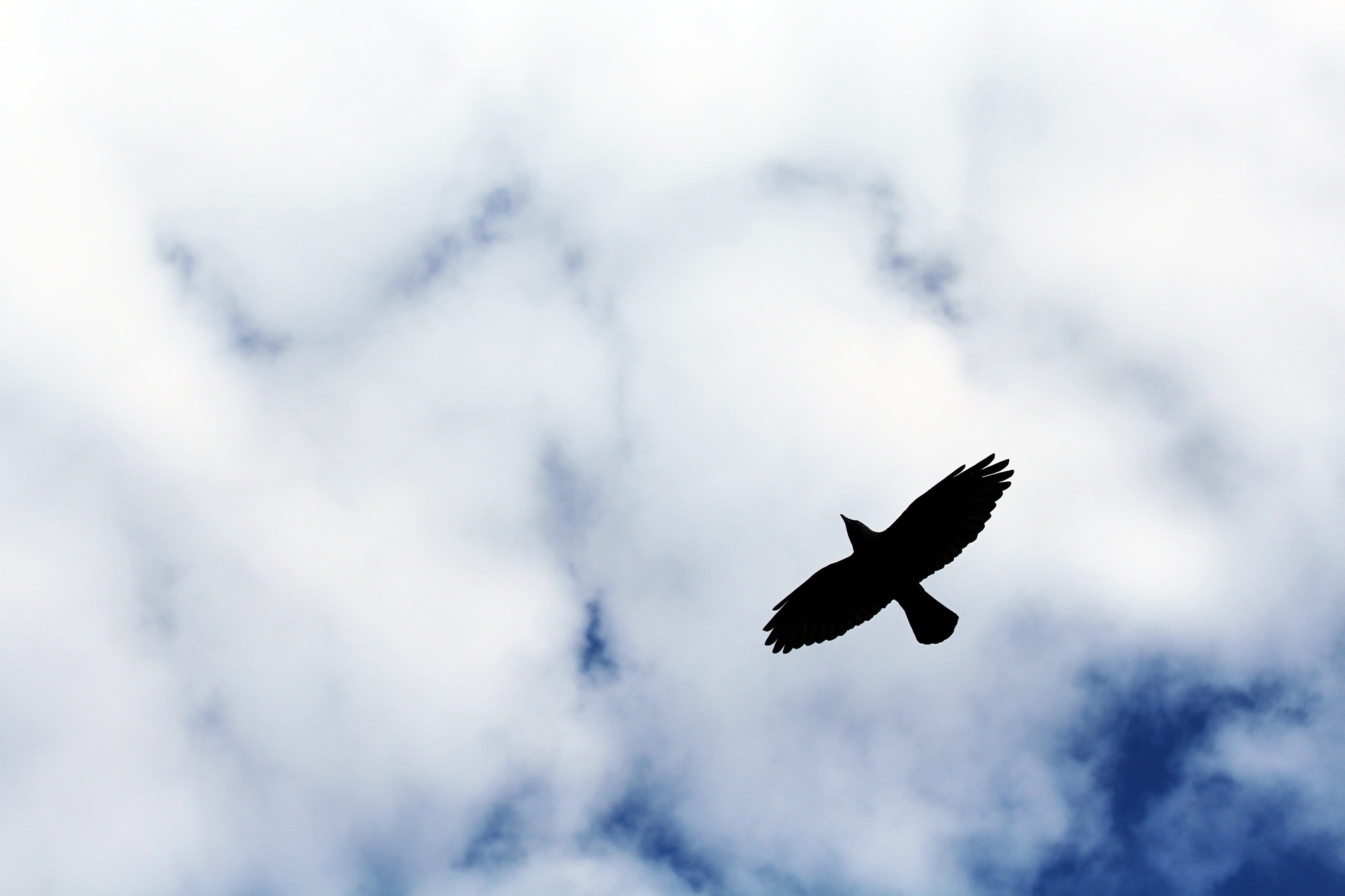 black bird, Bird, Flight, Sky
