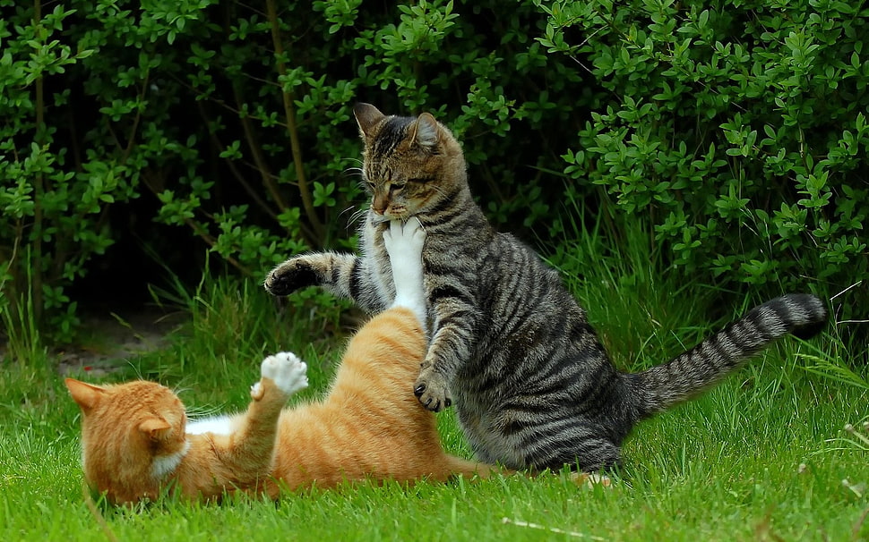 two orange and gray fur cat playing HD wallpaper