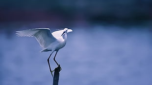 white long-legged bird on wood twig selective focus photo HD wallpaper