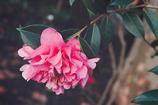 pink camellia flower, Flower, Bud, Petals
