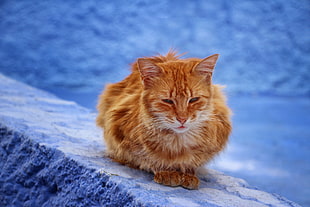 orange tabby cat, Cat, Red, Sits