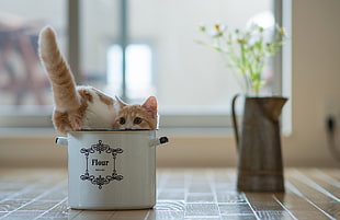 depth of field photography of tabby cat on flour jar