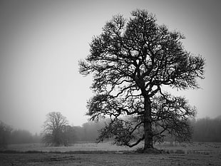 grayscale and sepia photo of tree