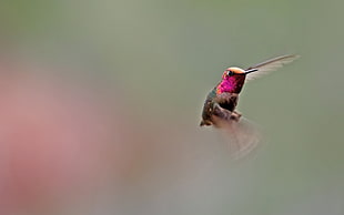 purple and brown hummingbird
