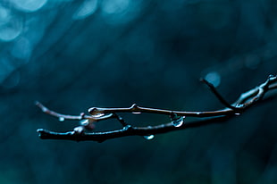 selective macro photography of water dew on twig