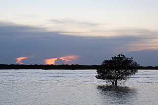 black tree and lake, Siem Reap, sunset, water, lake HD wallpaper