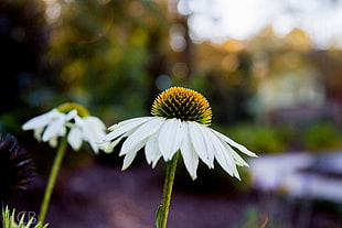 shallow focus photography of white flowers, daisy