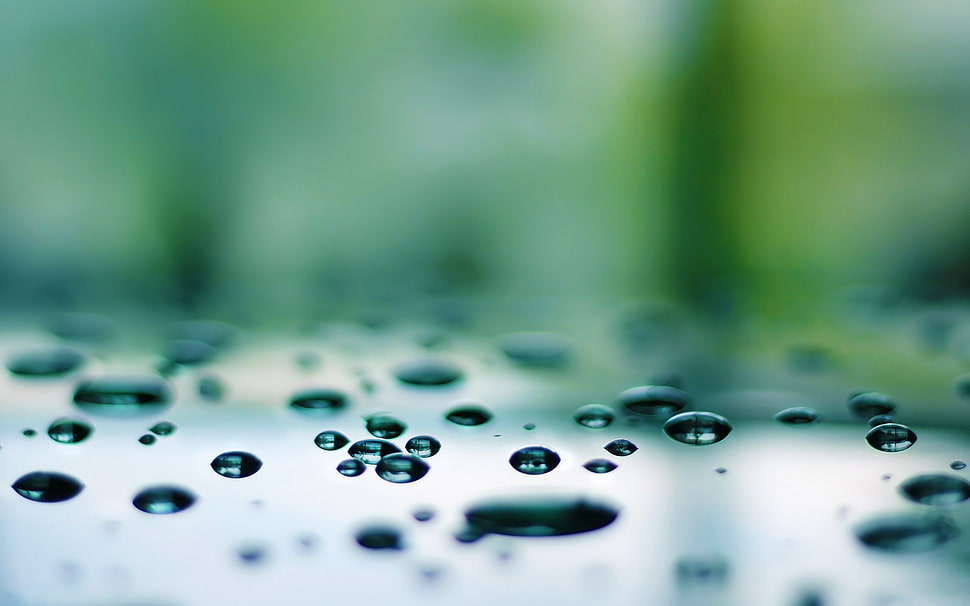 selective photo of water dew HD wallpaper