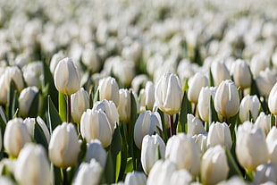 Shallow Focus Photography of white Tulip flowers, tulips, tivoli