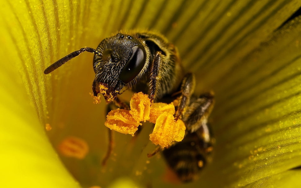 closeup macro photography of bee in yellow flower HD wallpaper