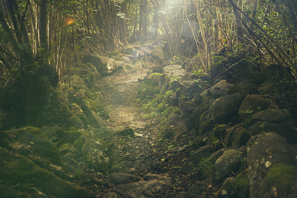pathway between green trees during daytime HD wallpaper