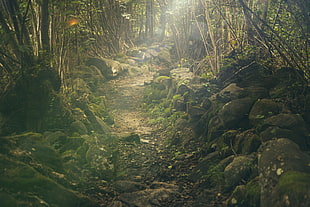 pathway between green trees during daytime