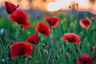 red and green flower field, papaver rhoeas