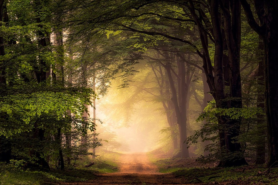 green forest trees, nature, landscape, trees, path HD wallpaper