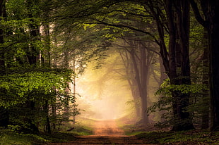 green forest trees, nature, landscape, trees, path