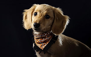 Golden Retriever puppy with orange bandanna HD wallpaper