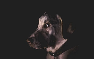 white and black dog head HD wallpaper