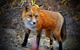 shallow focus photography of brown and black fox