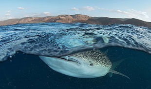 gray and white whale shark, sea, whale, animals