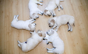 six short-coated white puppies, dog, wood, circle, sleeping