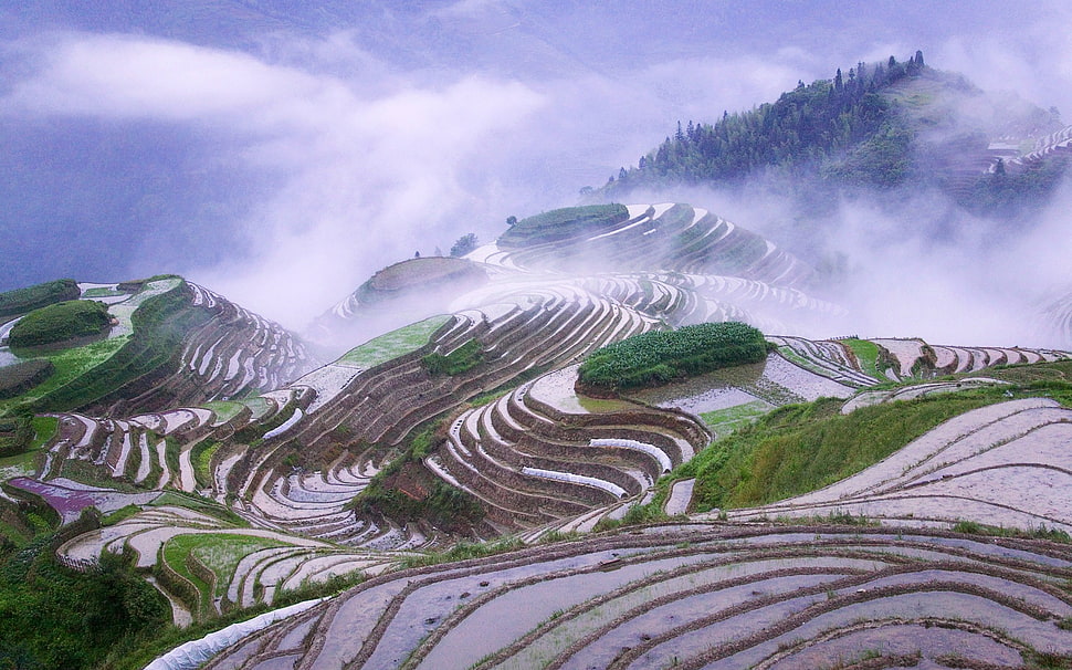 rice terraces, rice paddy, terraced field HD wallpaper