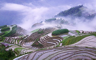 rice terraces, rice paddy, terraced field