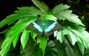 green and grey butterfly on green leaf