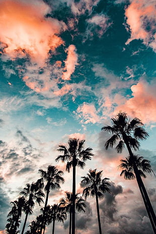 palm trees during daytime HD wallpaper