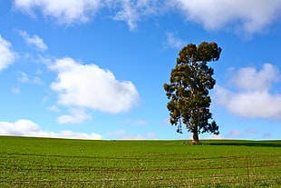 green leaf tree surrounded by grass under blue sky background, barossa valley