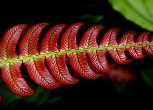 selective focus photography of red leaf, blechnum, fern