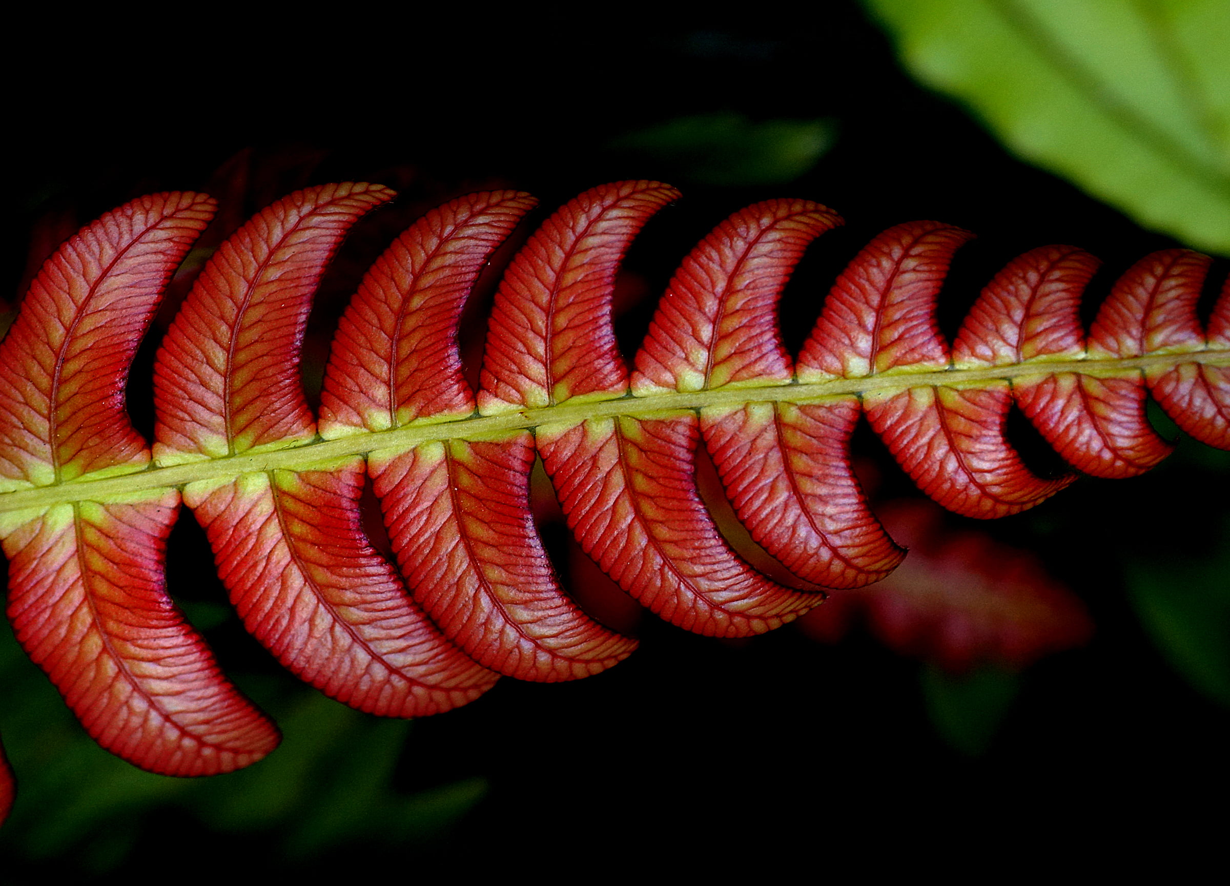 selective focus photography of red leaf, blechnum, fern HD wallpaper.
