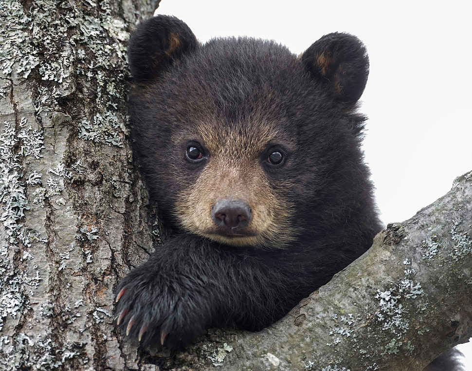 sun bear HD wallpaper