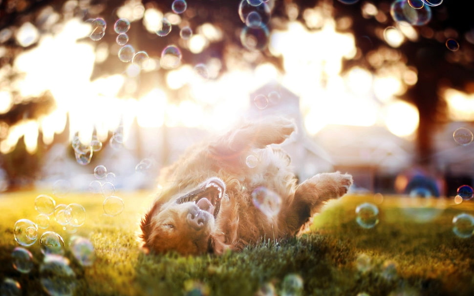 macro photography of a dog playing on a lawn during daytime HD wallpaper