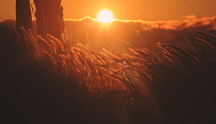 silhouette of grass during sunset
