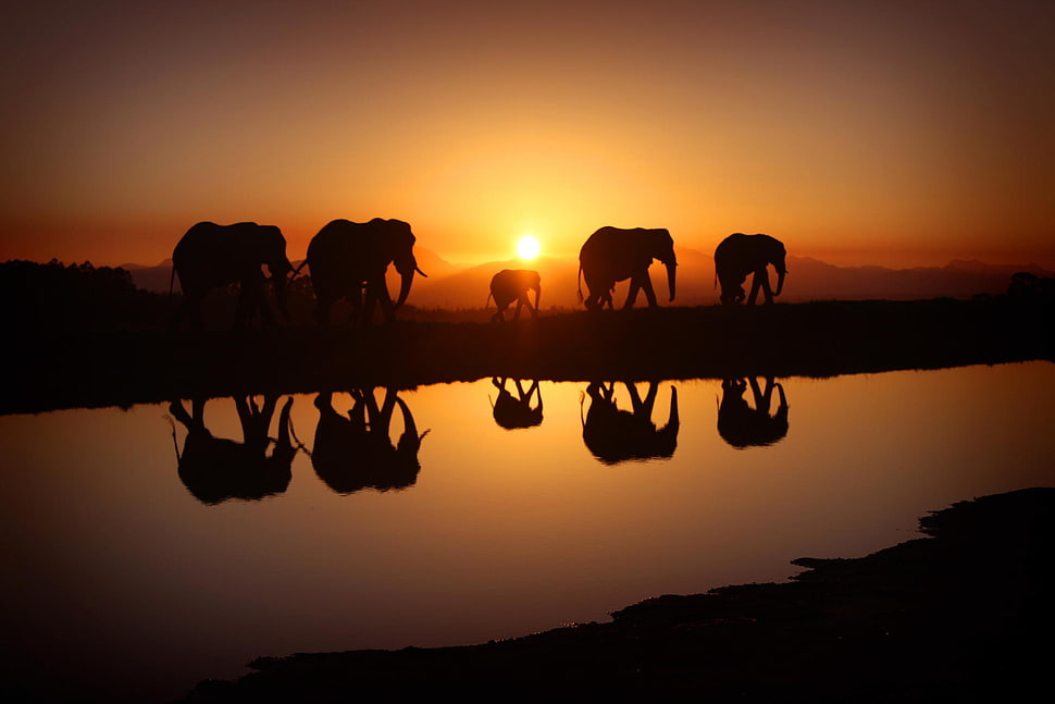 five elephants, landscape, nature, sky, morning HD wallpaper