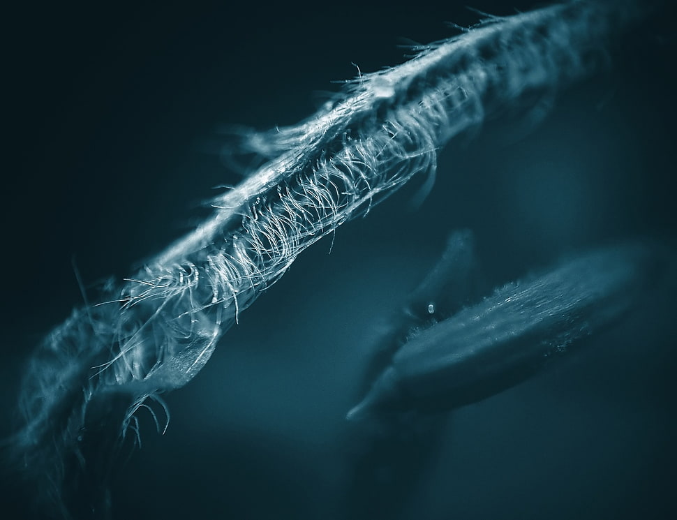 macro, plants HD wallpaper