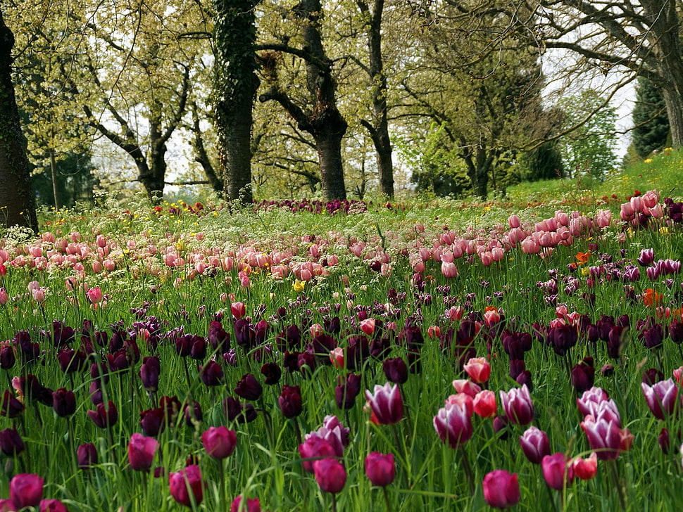 scenery of pink and maroon flowers plantation HD wallpaper