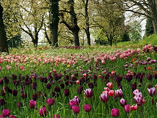 scenery of pink and maroon flowers plantation